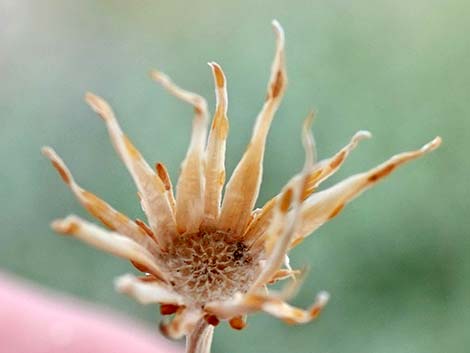 Cooper's Dogweed (Adenophyllum cooperi)