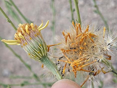 Cooper's Dogweed (Adenophyllum cooperi)