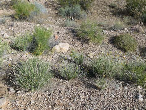 Cooper's Dogweed (Adenophyllum cooperi)