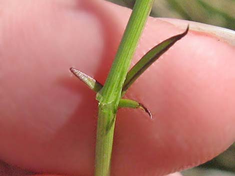 San Felipe Dogweed (Adenophyllum porophylloides)