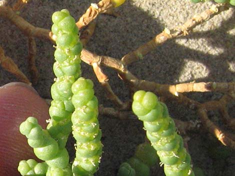 Iodinebush (Allenrolfea occidentalis)