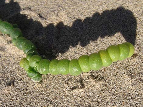 Iodinebush (Allenrolfea occidentalis)