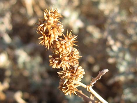 White Bursage (Ambrosia dumosa)