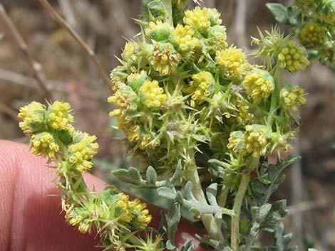 White Bursage (Ambrosia dumosa)