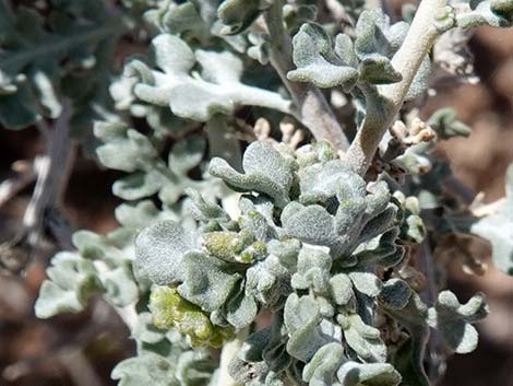 White Bursage (Ambrosia dumosa)