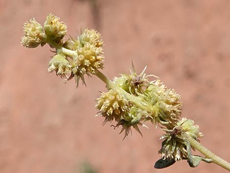 White Bursage (Ambrosia dumosa)