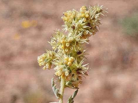 White Bursage (Ambrosia dumosa)