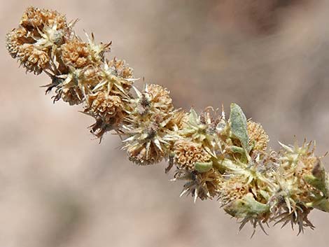 White Bursage (Ambrosia dumosa)