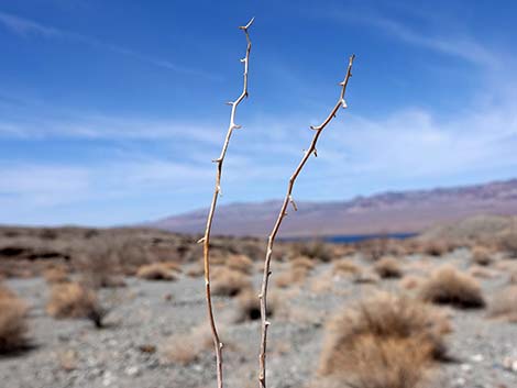 White Bursage (Ambrosia dumosa)