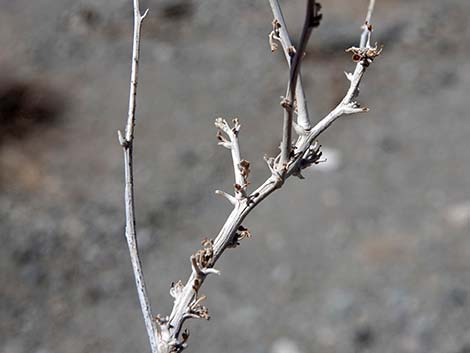 White Bursage (Ambrosia dumosa)