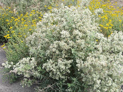 Woolly Fruit Burr Ragweed (Ambrosia eriocentra)