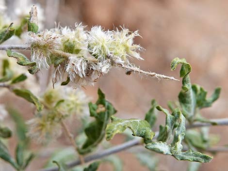 Woolly Fruit Burr Ragweed (Ambrosia eriocentra)