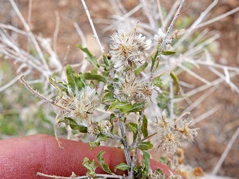 Woolly Fruit Burr Ragweed (Ambrosia eriocentra)