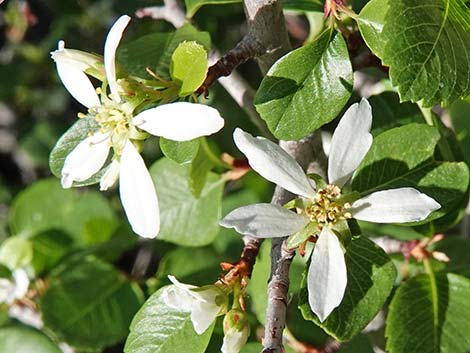 Utah Serviceberry (Amelanchier utahensis)