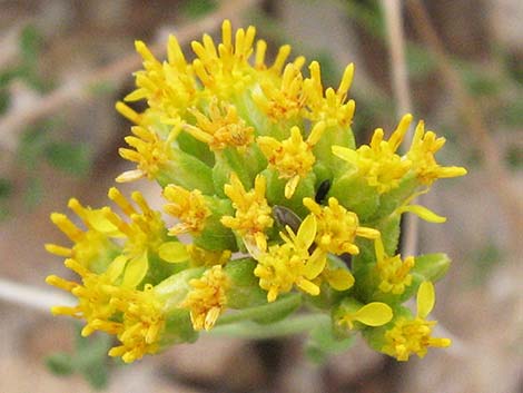 Fremont's Chaffbush (Amphipappus fremontii)