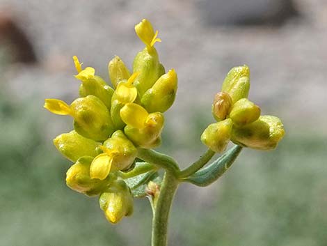 Fremont's Chaffbush (Amphipappus fremontii)