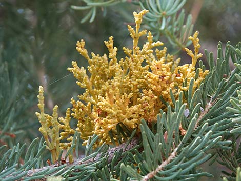 Dwarf Mistletoe (Arceuthobium abietinum)