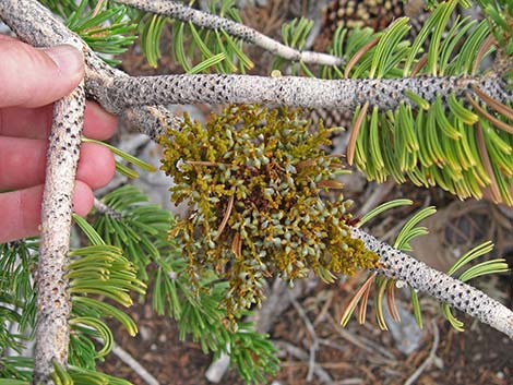 Western Dwarf Mistletoe (Arceuthobium campylopodum)