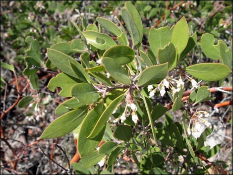 Pointleaf Manzanita (Arctostaphylos pungens)