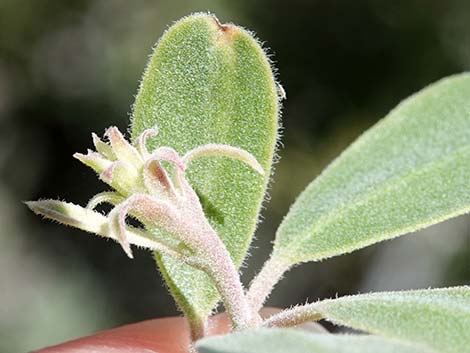 Pointleaf Manzanita (Arctostaphylos pungens)