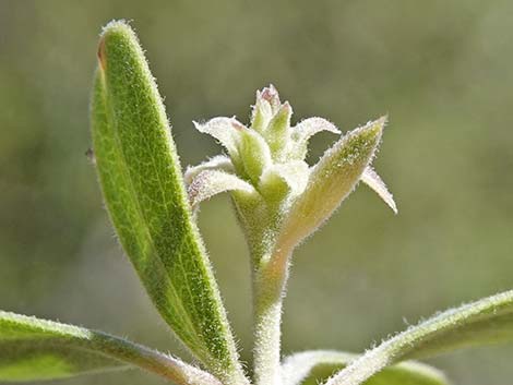 Pointleaf Manzanita (Arctostaphylos pungens)