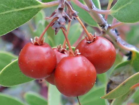 Pointleaf Manzanita (Arctostaphylos pungens)