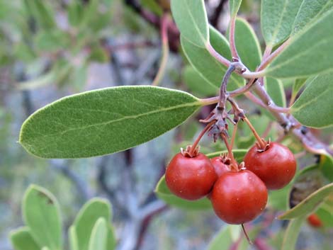 Pointleaf Manzanita (Arctostaphylos pungens)