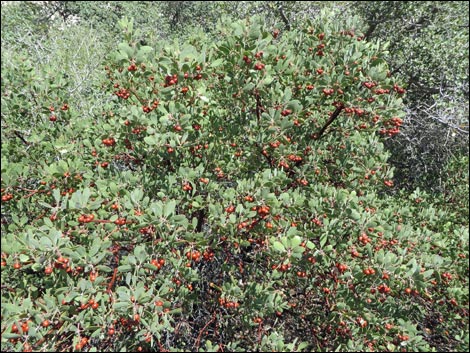 Pointleaf Manzanita (Arctostaphylos pungens)