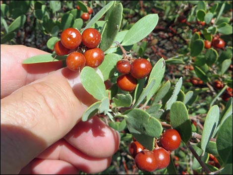 Pointleaf Manzanita (Arctostaphylos pungens)