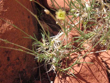 Mojave Sandwort (Arenaria macradenia)