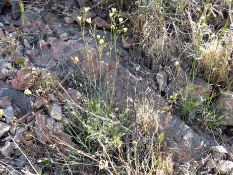 Mojave Sandwort (Arenaria macradenia)