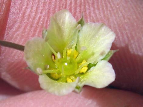 Mojave Sandwort (Arenaria macradenia)