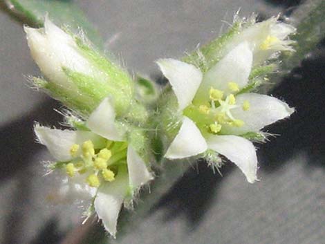 Yuma Silverbush (Ditaxis serrata)