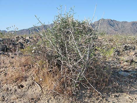 Yuma Silverbush (Ditaxis serrata)