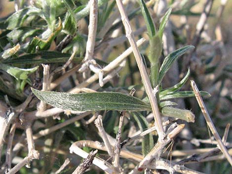 Yuma Silverbush (Ditaxis serrata)