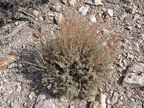 Black Sagebrush (Artemisia nova)