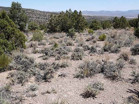 Black Sagebrush (Artemisia nova)