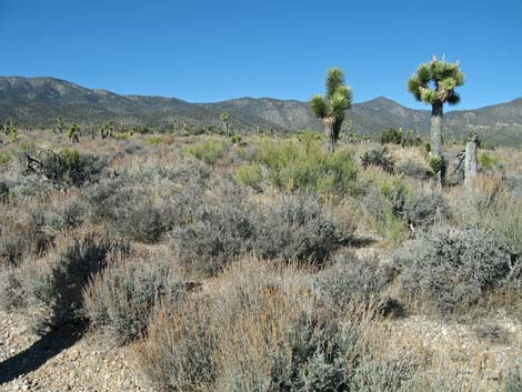 Big Sagebrush (Artemisia tridentata)