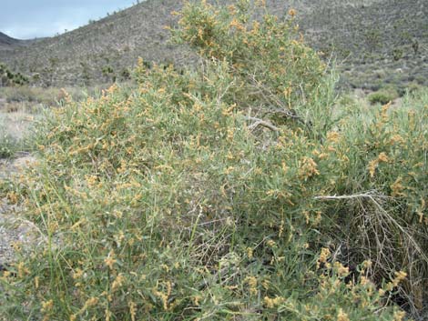 Fourwing Saltbush (Atriplex canescens)