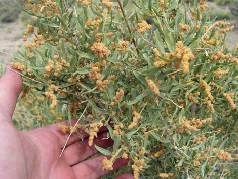 Fourwing Saltbush (Atriplex canescens)