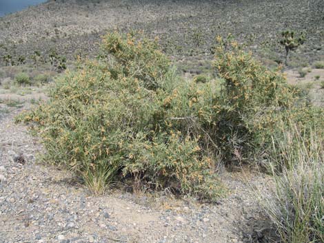 Fourwing Saltbush (Atriplex canescens)