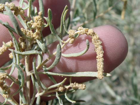 Fourwing Saltbush (Atriplex canescens)