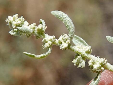 Fourwing Saltbush (Atriplex canescens)