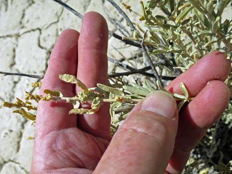 Fourwing Saltbush (Atriplex canescens)