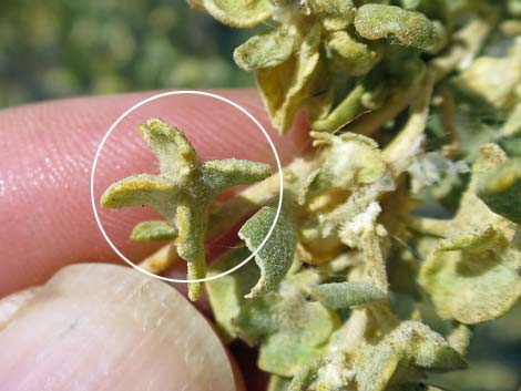 Fourwing Saltbush (Atriplex canescens)