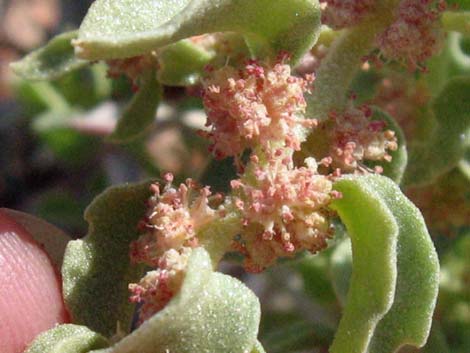 Shadscale Saltbush (Atriplex confertifolia)