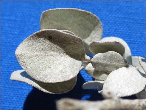 Shadscale Saltbush (Atriplex confertifolia)