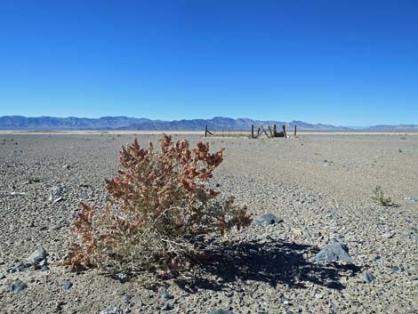 Shadscale Saltbush (Atriplex confertifolia)