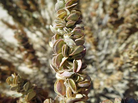 Shadscale Saltbush (Atriplex confertifolia)