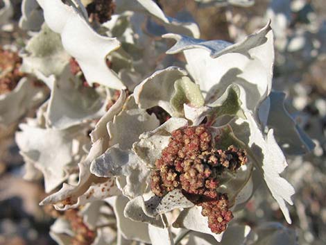 Desert-holly Saltbush (Atriplex hymenelytra)